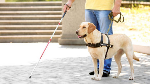 Das Foto zeigt einen Führhund, der eng an der Seite eines Menschen geht. Das Foto zeigt einen Führhund, der eng an der Seite eines Menschen geht.